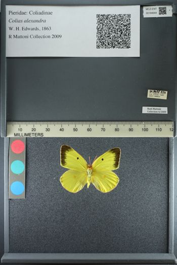 Media type: image;   Entomology 184644
